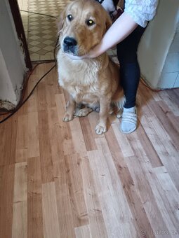 Zlatý retrívr fenka je v rezervaci - 6