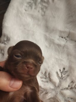 Čivava dlouhosrstá - 6