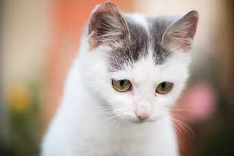 Objektív Fujian 50mm f/1.4 - 6