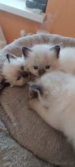 Ragdoll kotatka - 6