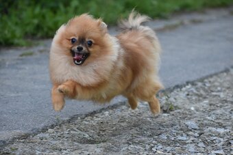 Pomeranian s PP - 6