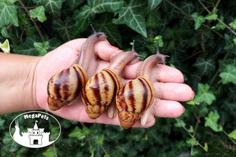 Africký šnek Archachatina marginata ovum XXL Snails - 6