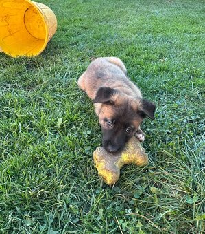 Belgický ovčák malinois s PP - štěně - 6