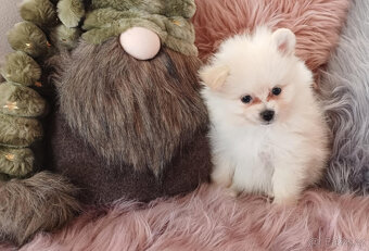 Pes pomeranian x trpasličí špic bez PP - 6