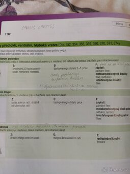 Sobottův atlas anatomie člověka - tabulky svalů, kloubů a ne - 6