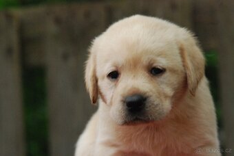 Špičková žlutá štěňata labradorského retrívra - 6
