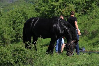 Prodám Norik muransky - 6