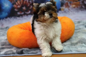 Biewer terriér jorkšírský - 6