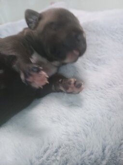 Na prodej amstaff štěňata - 6