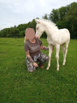 Cremello klisnička s odznaky s reining/cutting původem - 6