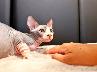 Sphynx koťata - 6
