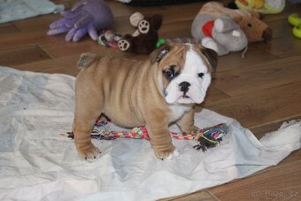 Anglický buldok s PP - 6