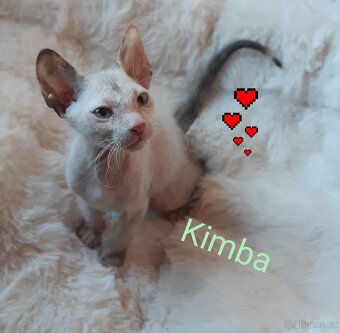 Don Sphynx Koťátka - 6