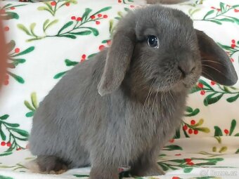 Volná samička - Anglický Zakrslý Beránek MiniLop🍑🧡🤍 - 6