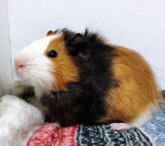 Morče, Morčata, Morčátko, Morčátka - KEVIN - 6