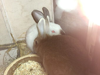 králíci vesnická křižovatka - 6