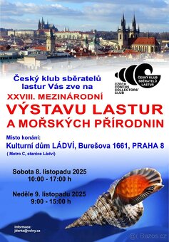 Pexeso s mořskými mlži (Bivalvia) NOVÉ - 6