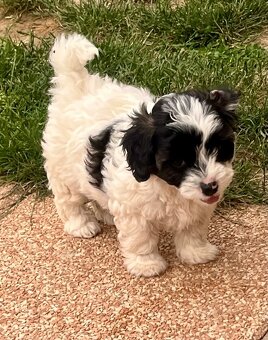 Maltipoo - 6