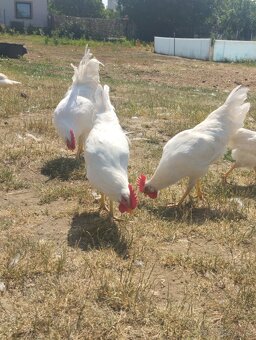 Kohouti Vlašky koroptví a Leghorn - 6