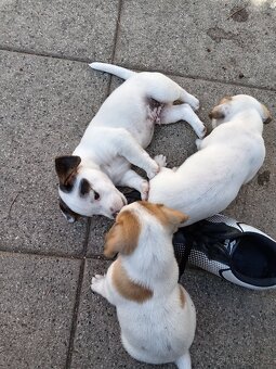 Jack russel teriér - 6