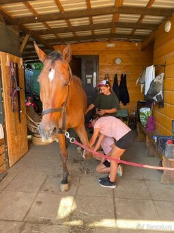 Nabídka ustájení 24/7 - 6