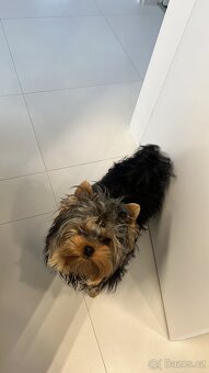 Krytí – jorkšírský teriér 3 roky, 5 kg - 6