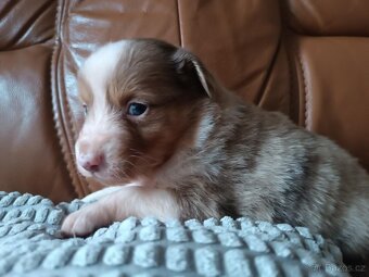 Miniaturní americký ovčák - 6