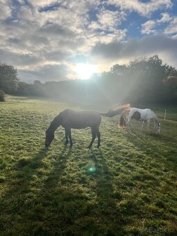 Pastevní ustájení u Štětí - 6