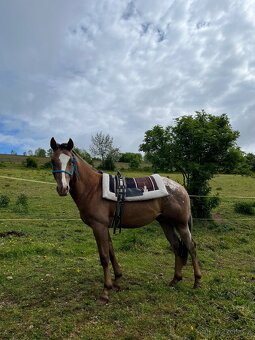 Appaloosa hřebeček - 6