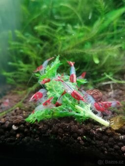 Krevetky caridina, neocaridina - 6