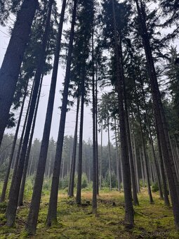 Prodám lesní pozemky v k.ú. Nicov - 6