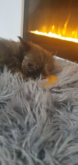 Jorkšírský teriér bez PP - 6