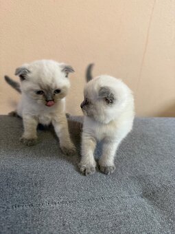 Skotské klapouchá koťata - 6