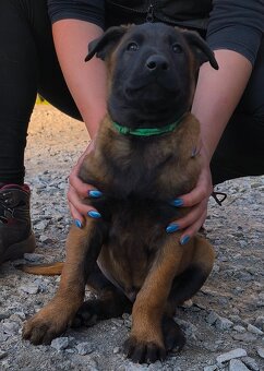Belgický ovčák malinois - 6
