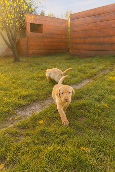 šteniatka labrador a IHNED - 6