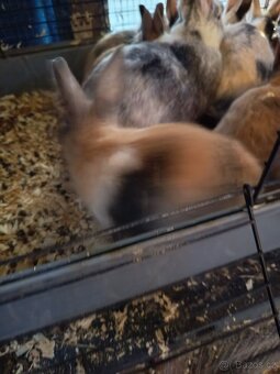 Zakrslý králíček barevný - 6