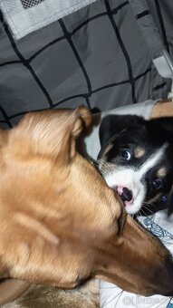 Max hledá domov - 6