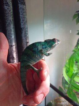 Chameleon Pardálí - 6