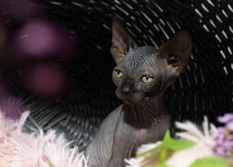 Sphynx - 6