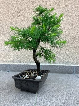 Bonsai, Bonsaj, jamadori, modřín - 6