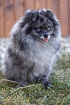 POMERANIAN - 6
