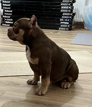 American bully extrém - 6