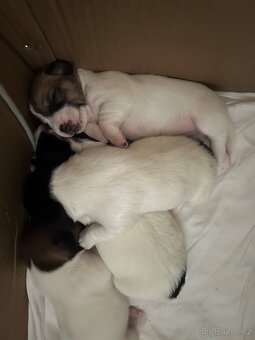 Jack Russell teriér - 6