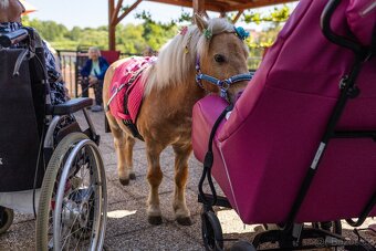 Mini Shetland Pony - hřebec 2 roky - 6