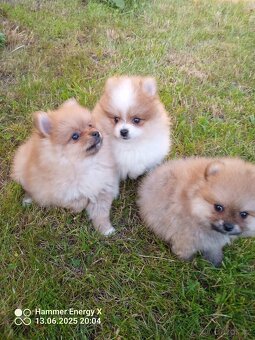 Pomeranian bez Pp - 6