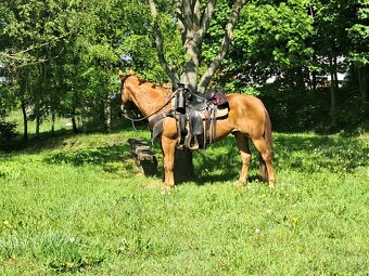 Valach Quarter horse - 6