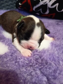 Bostonský teriér colorred - 6