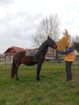 Kladrubska klisna 3,5 let - 6