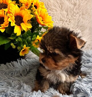 Jorkšírský teriér - kluk "Jupp" s PP nar. 8.9.2025 - 6