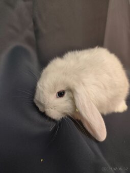 Vymazlení zakrslí králíčci - teddy, minilop, beranek, kratko - 6